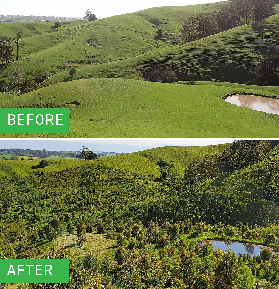 A before and after picture of an area of land showing reforestation